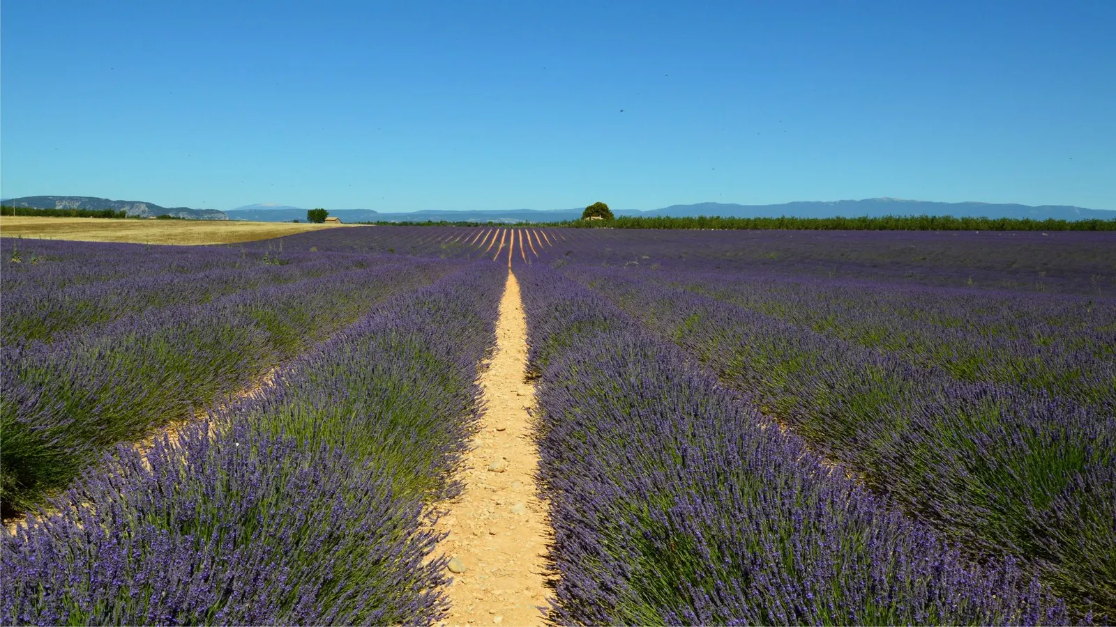 Champs de lavande de Provence